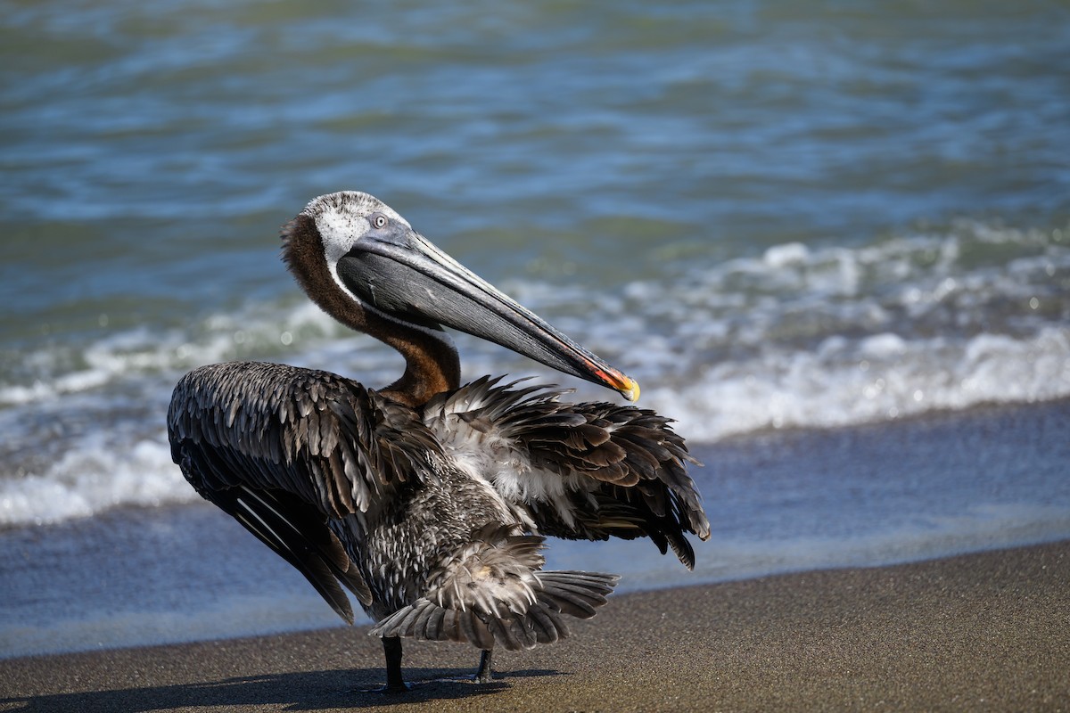 Brown Pelican - ML650633077