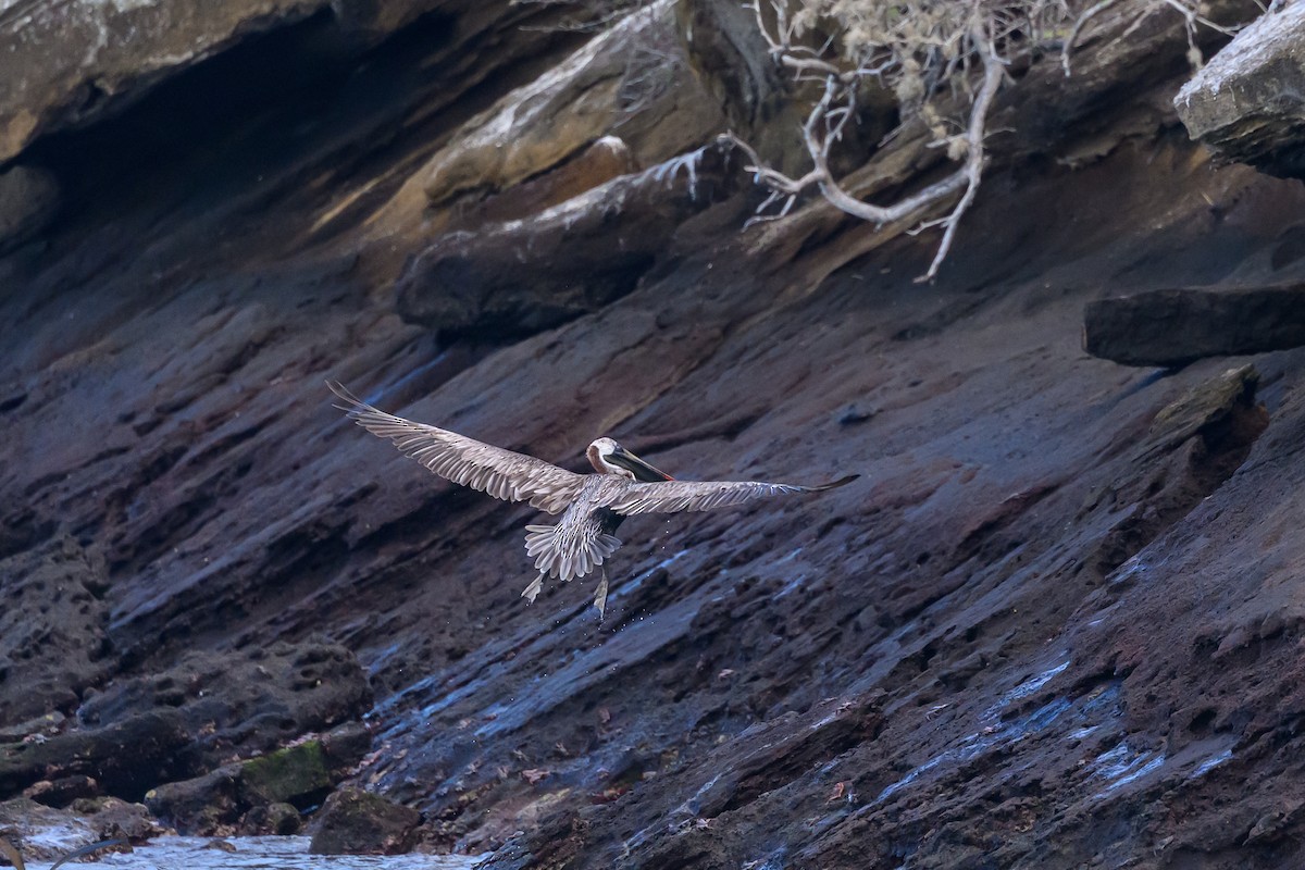 Brown Pelican - ML650633092