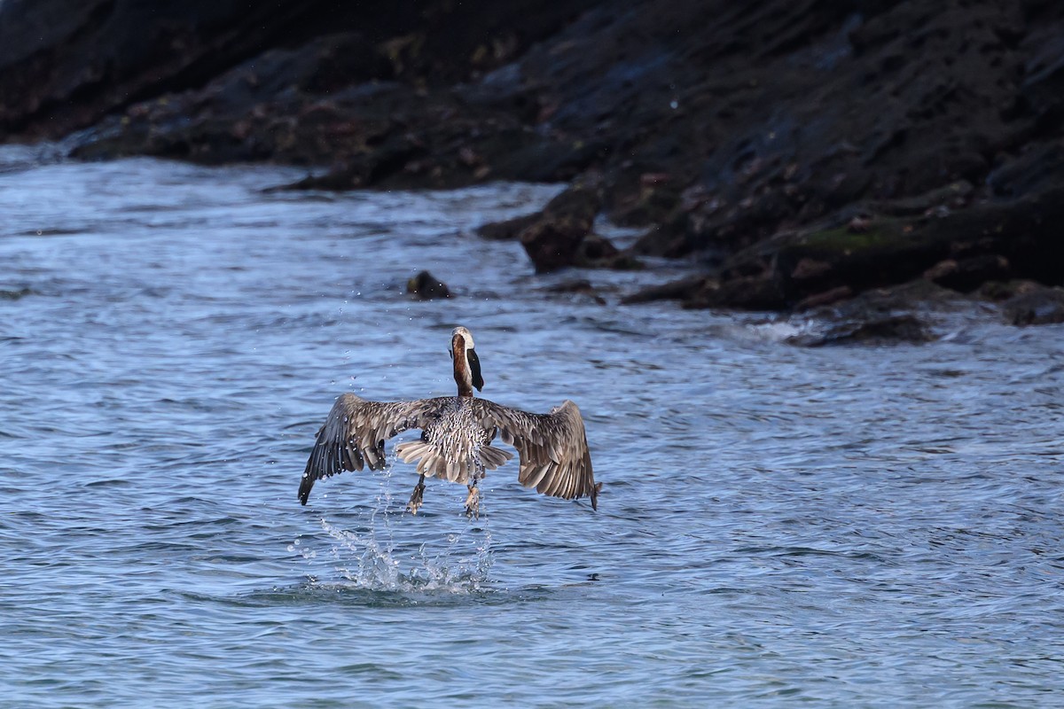 Brown Pelican - ML650633105