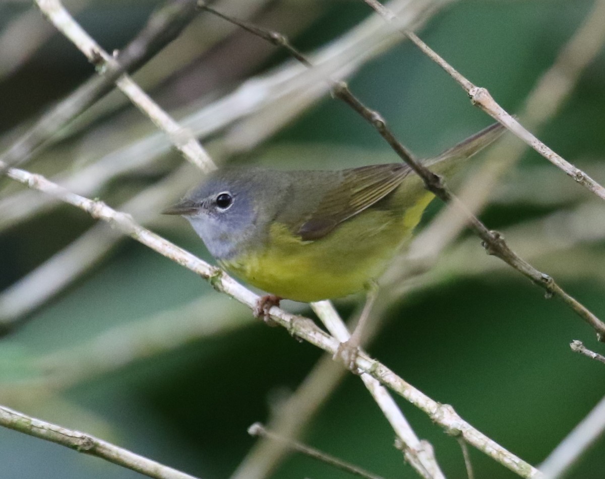 ノドグロアメリカムシクイ - ML650633131