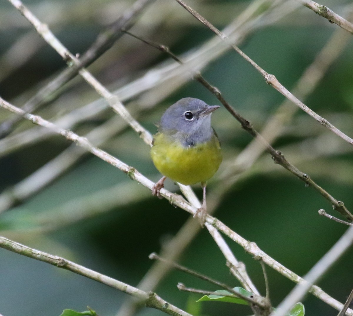 ノドグロアメリカムシクイ - ML650633134