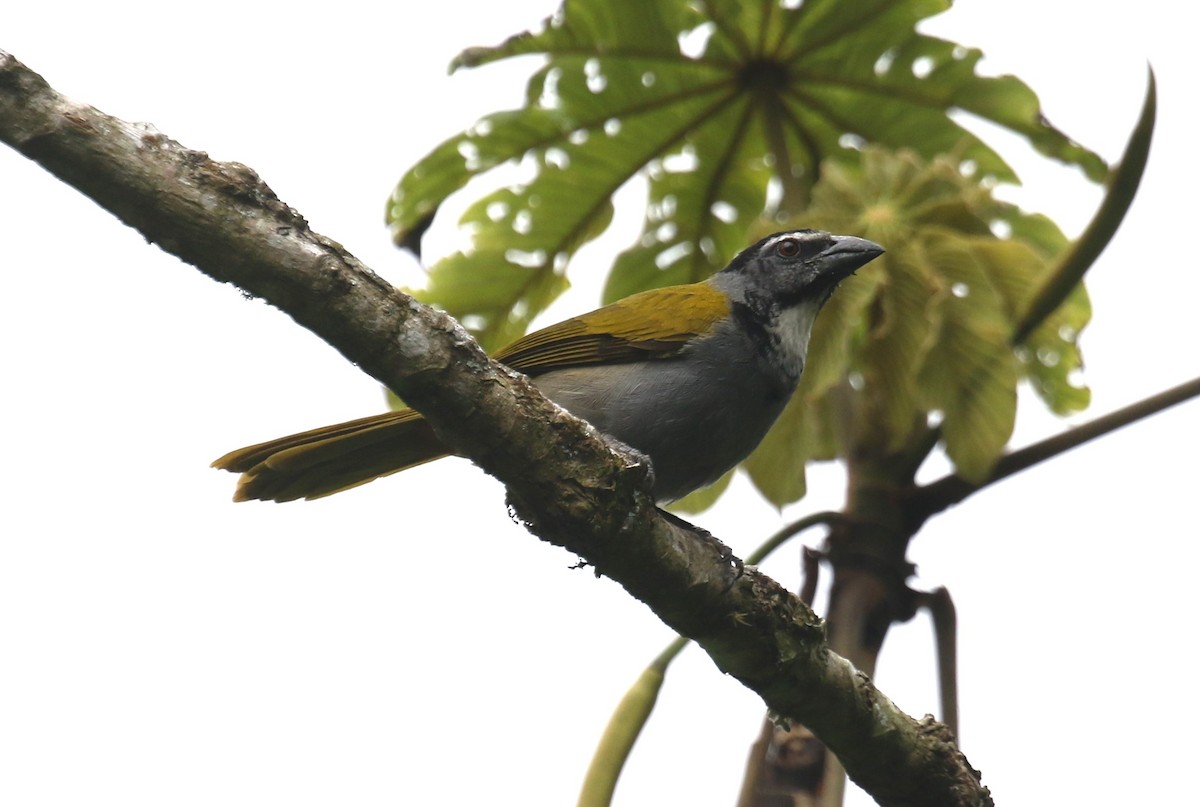 ズグロイカル - ML650633142