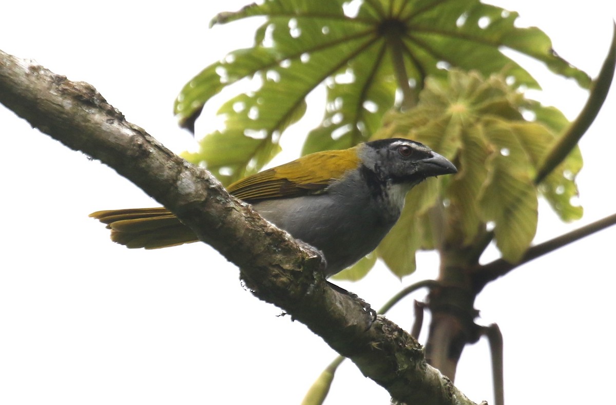 ズグロイカル - ML650633147