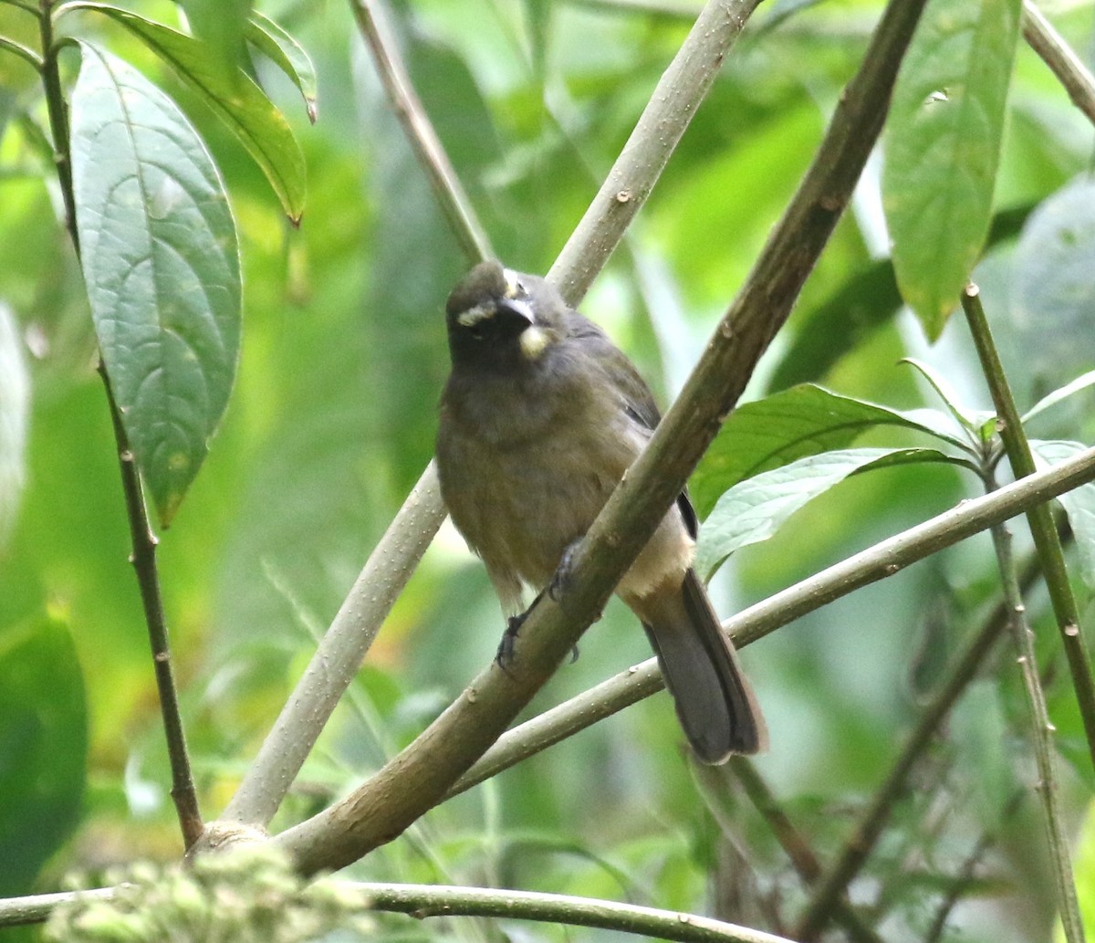 Cinnamon-bellied Saltator - ML650633148