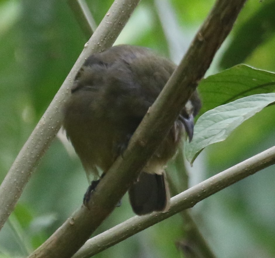 Cinnamon-bellied Saltator - ML650633151