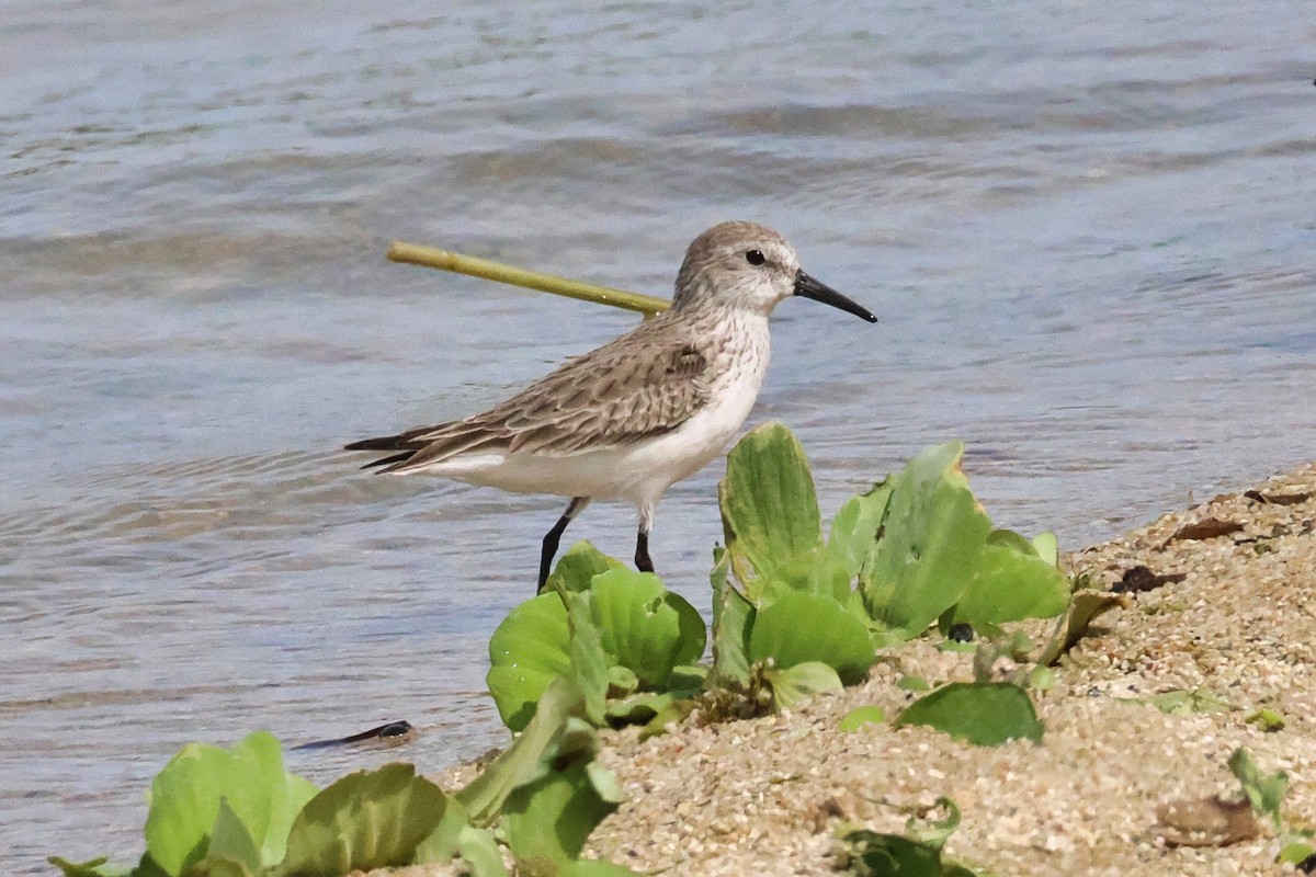 Bergstrandläufer - ML650633161