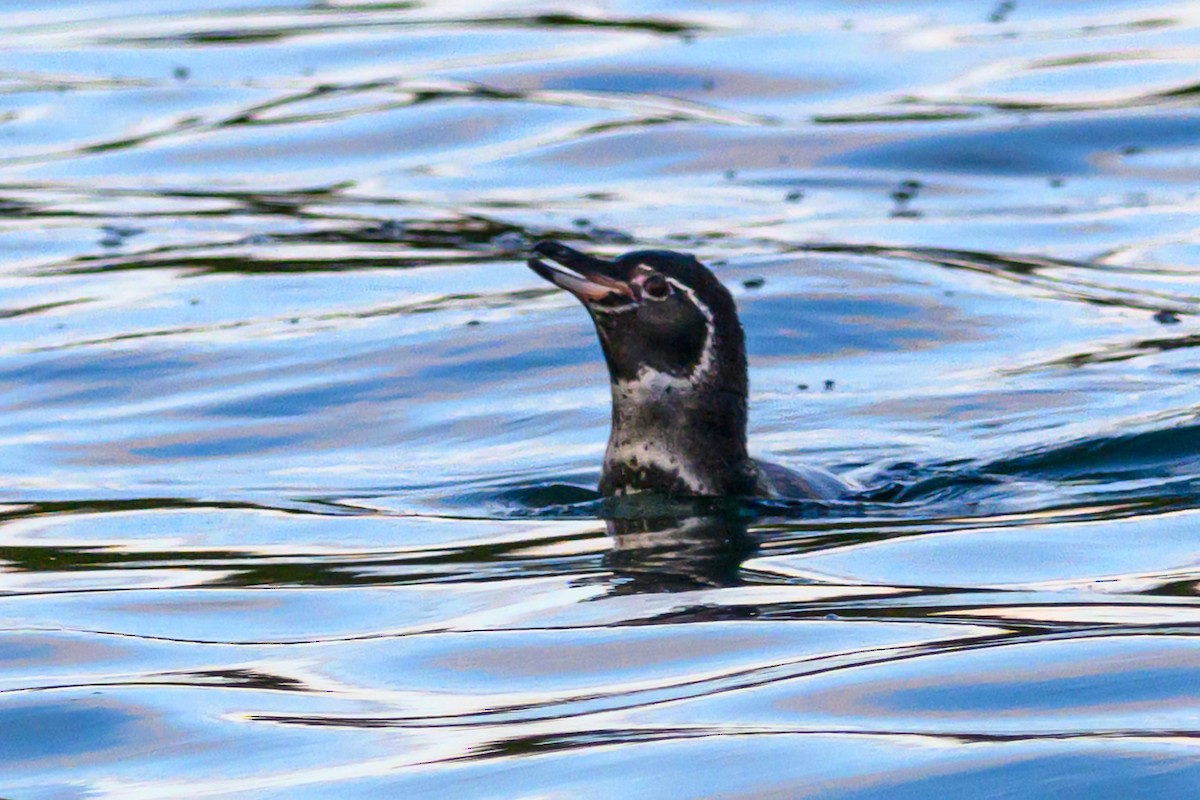 Galapagos Penguin - ML650633186