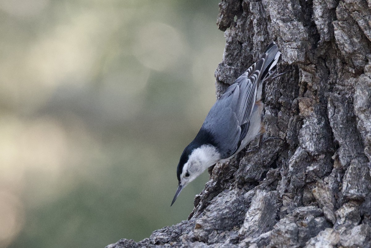 White-breasted Nuthatch - ML650633212