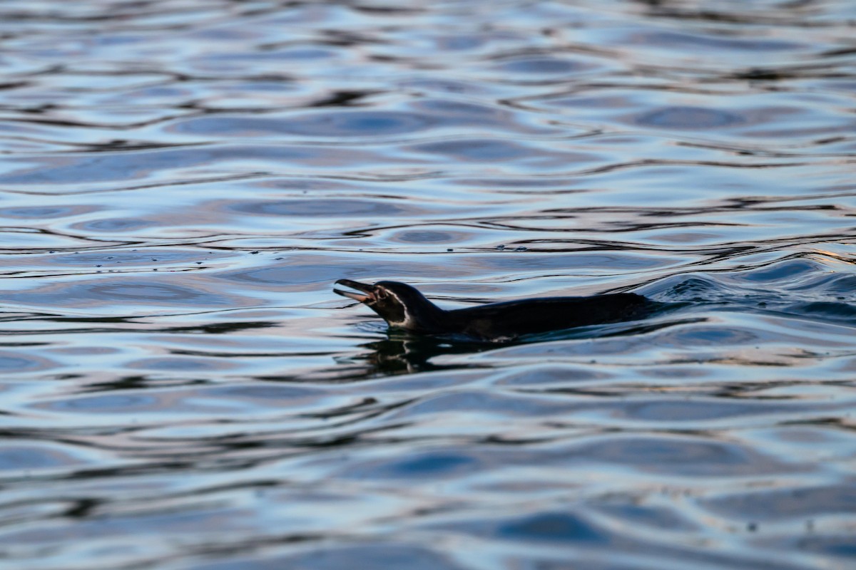 Galapagos Penguin - ML650633214