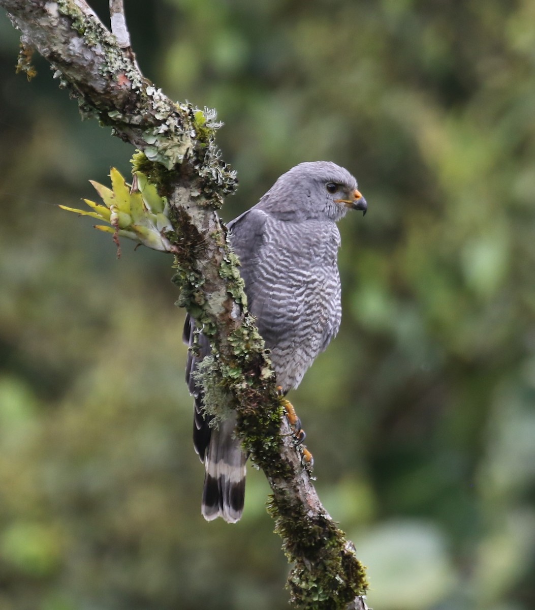 ミナミハイイロノスリ - ML650633219