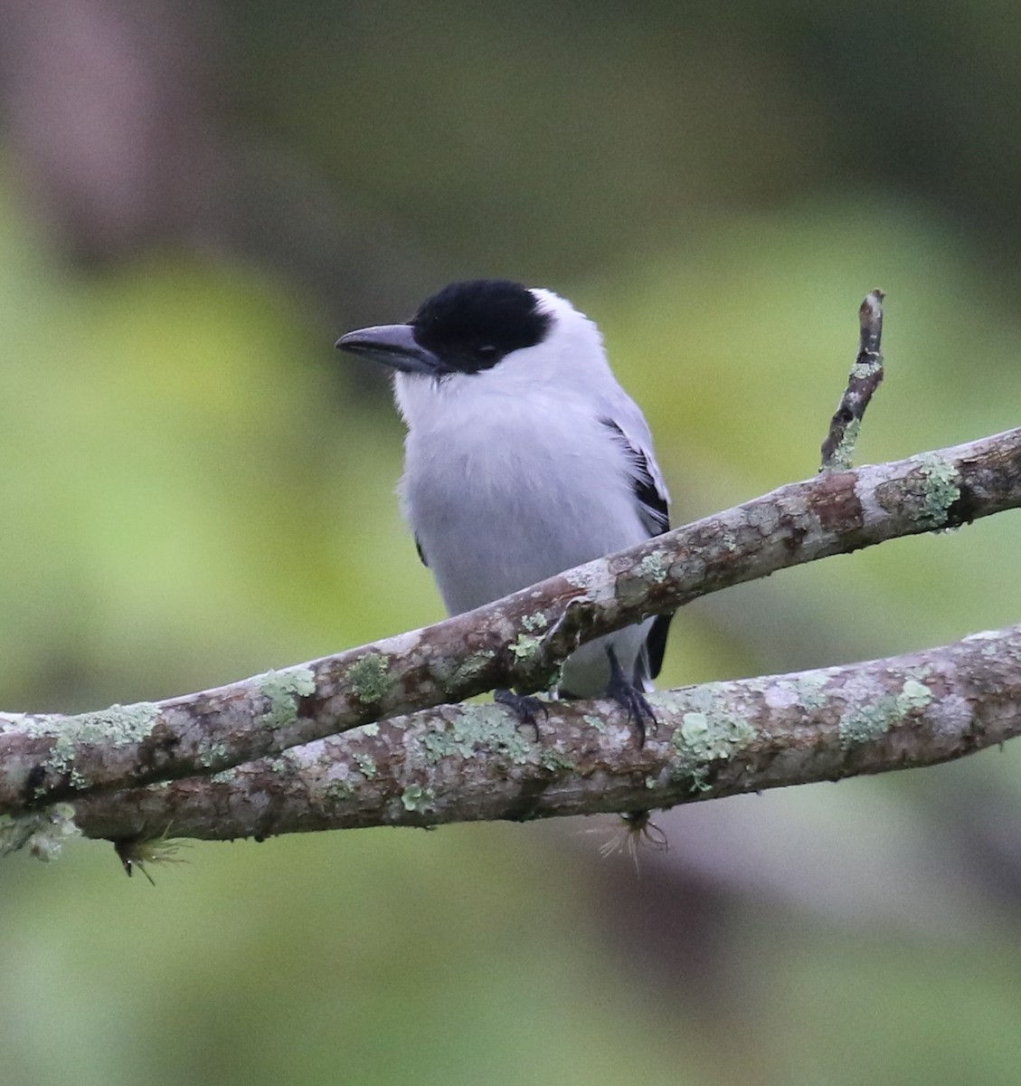 ズグロハグロドリ - ML650633223