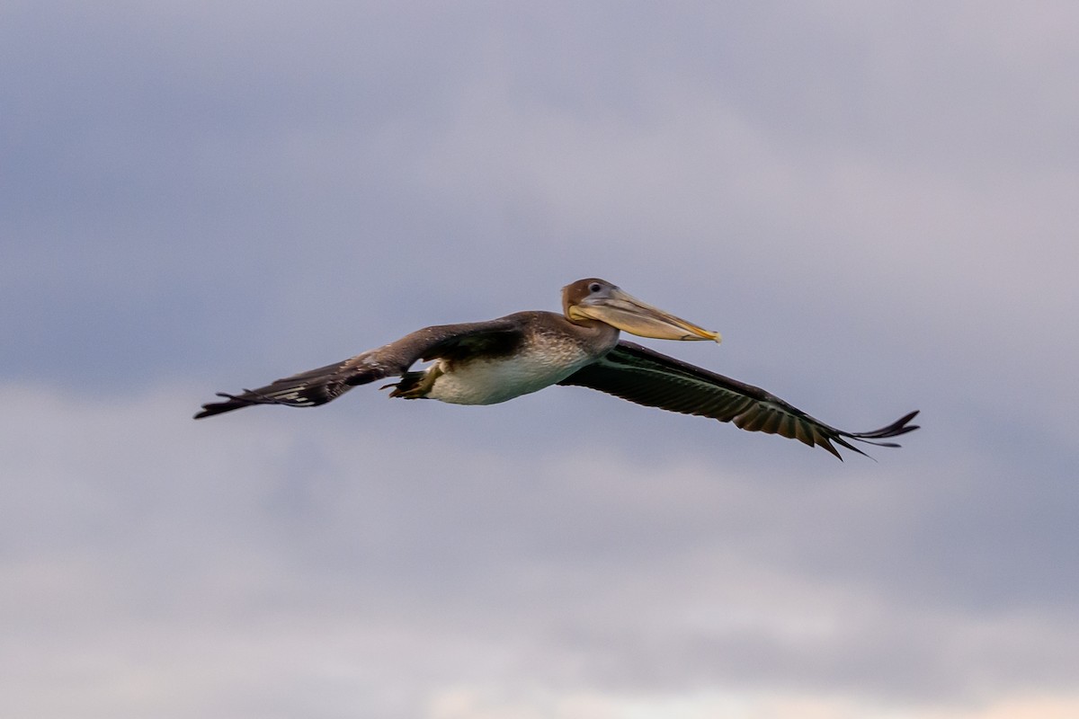 Brown Pelican - ML650633225