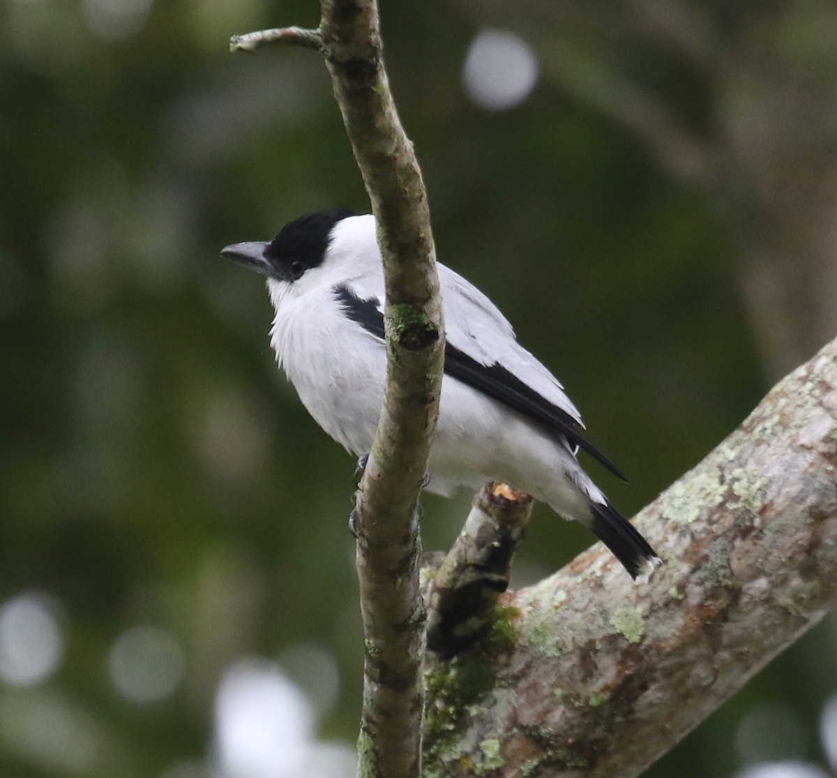 ズグロハグロドリ - ML650633228