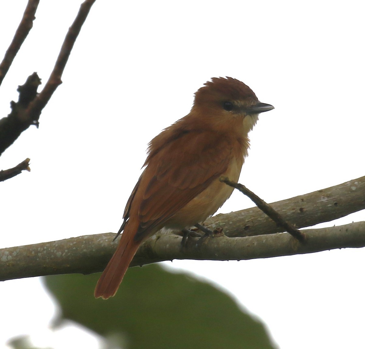 ニッケイカザリドリモドキ - ML650633247