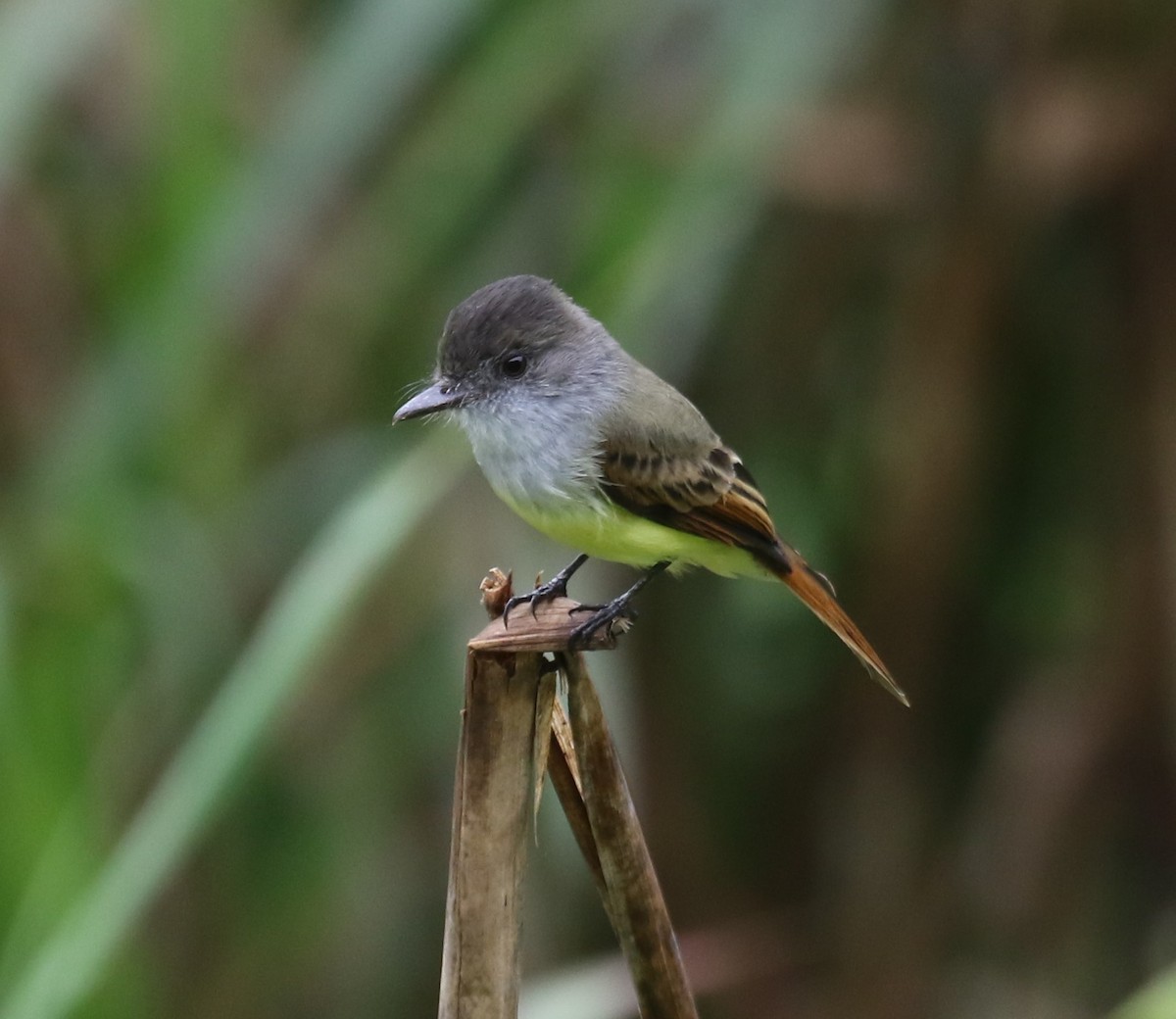 オリーブヒタキモドキ - ML650633251