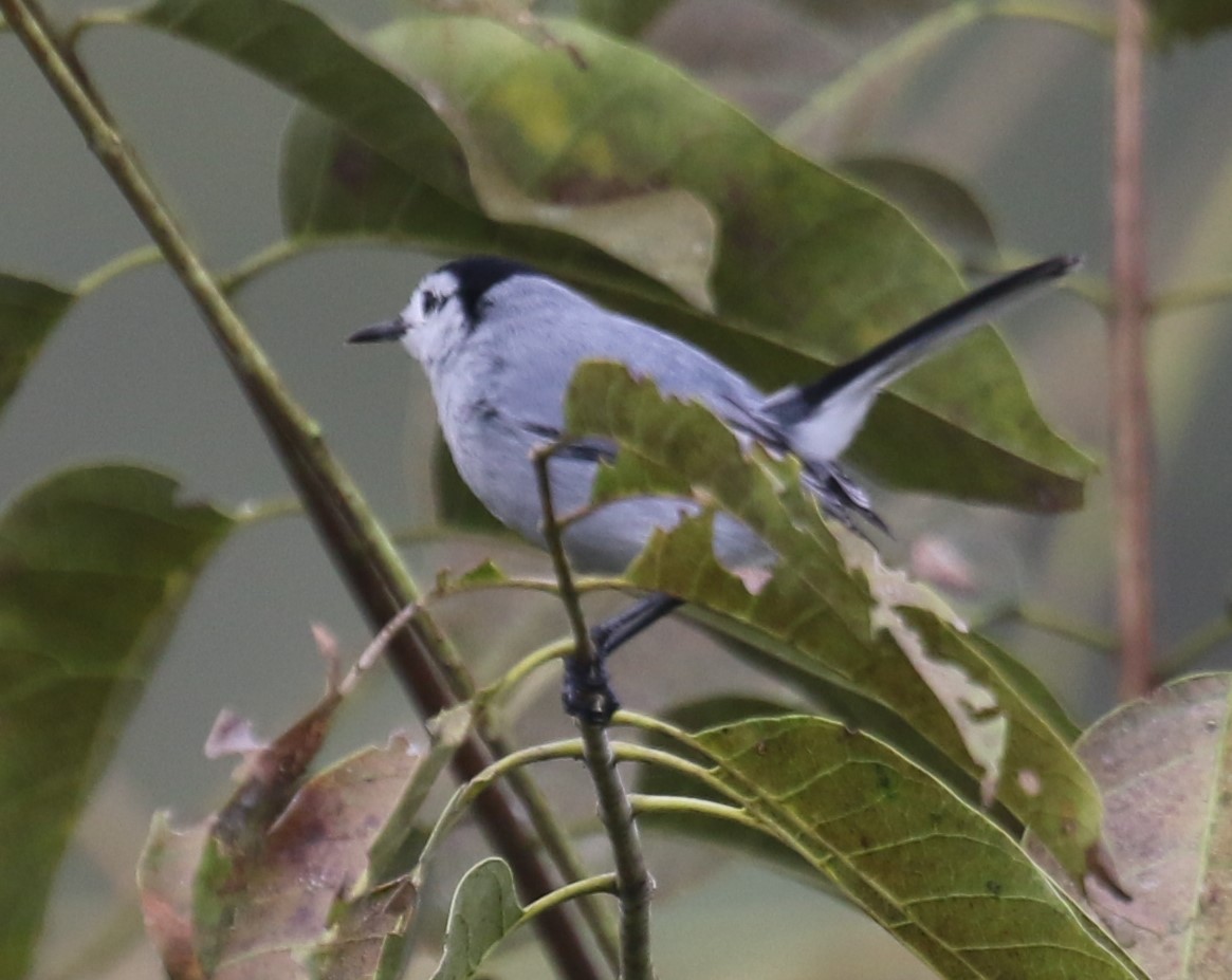 White-browed Gnatcatcher - ML650633258