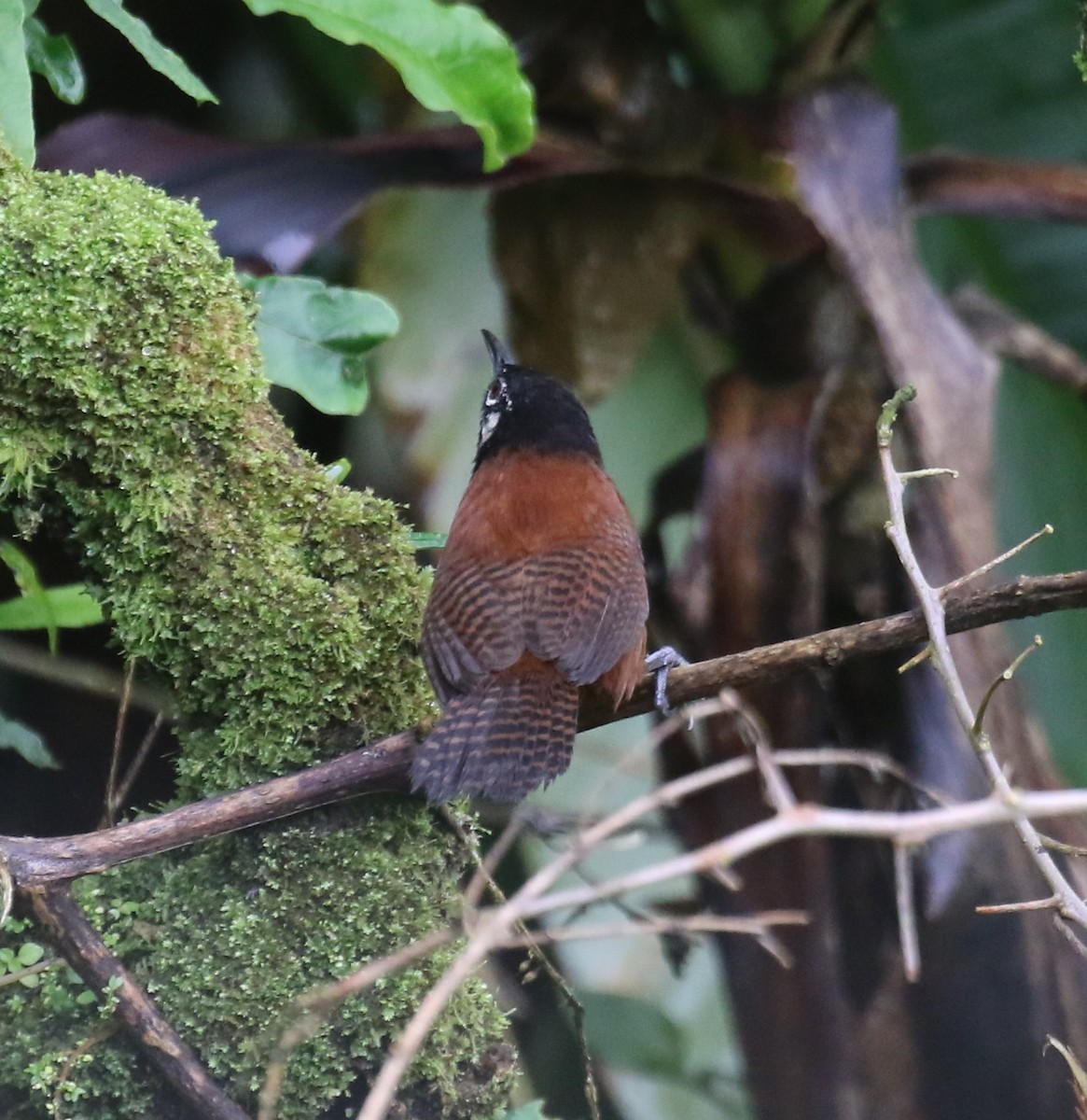 シマバラマユミソサザイ - ML650633263