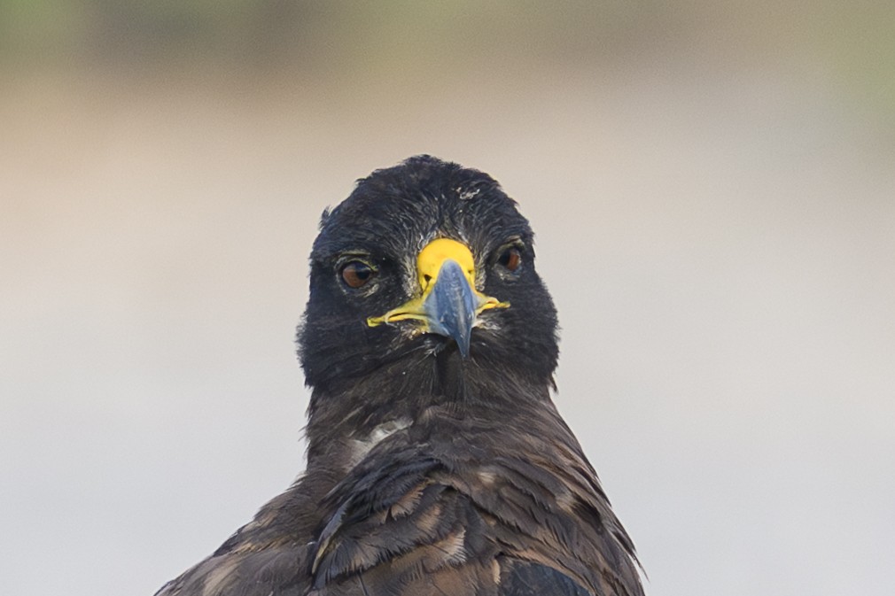 Galapagos Hawk - ML650633264