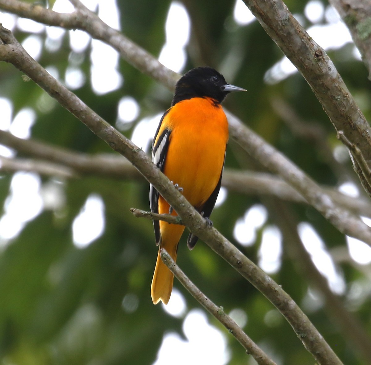 ボルチモアムクドリモドキ - ML650633270