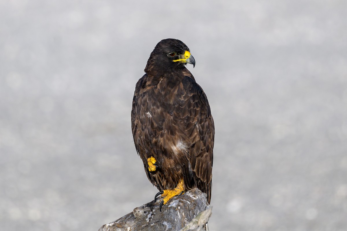 Galapagos Hawk - ML650633281