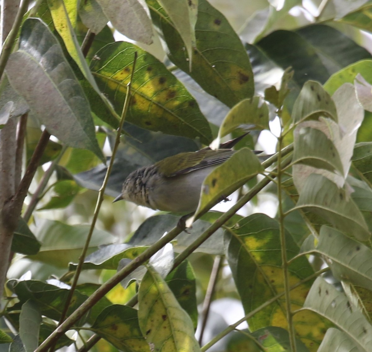 マミジロアメリカムシクイ - ML650633284