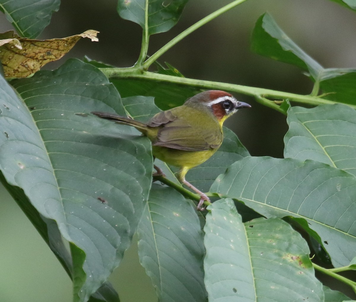 Chestnut-capped Warbler - ML650633292