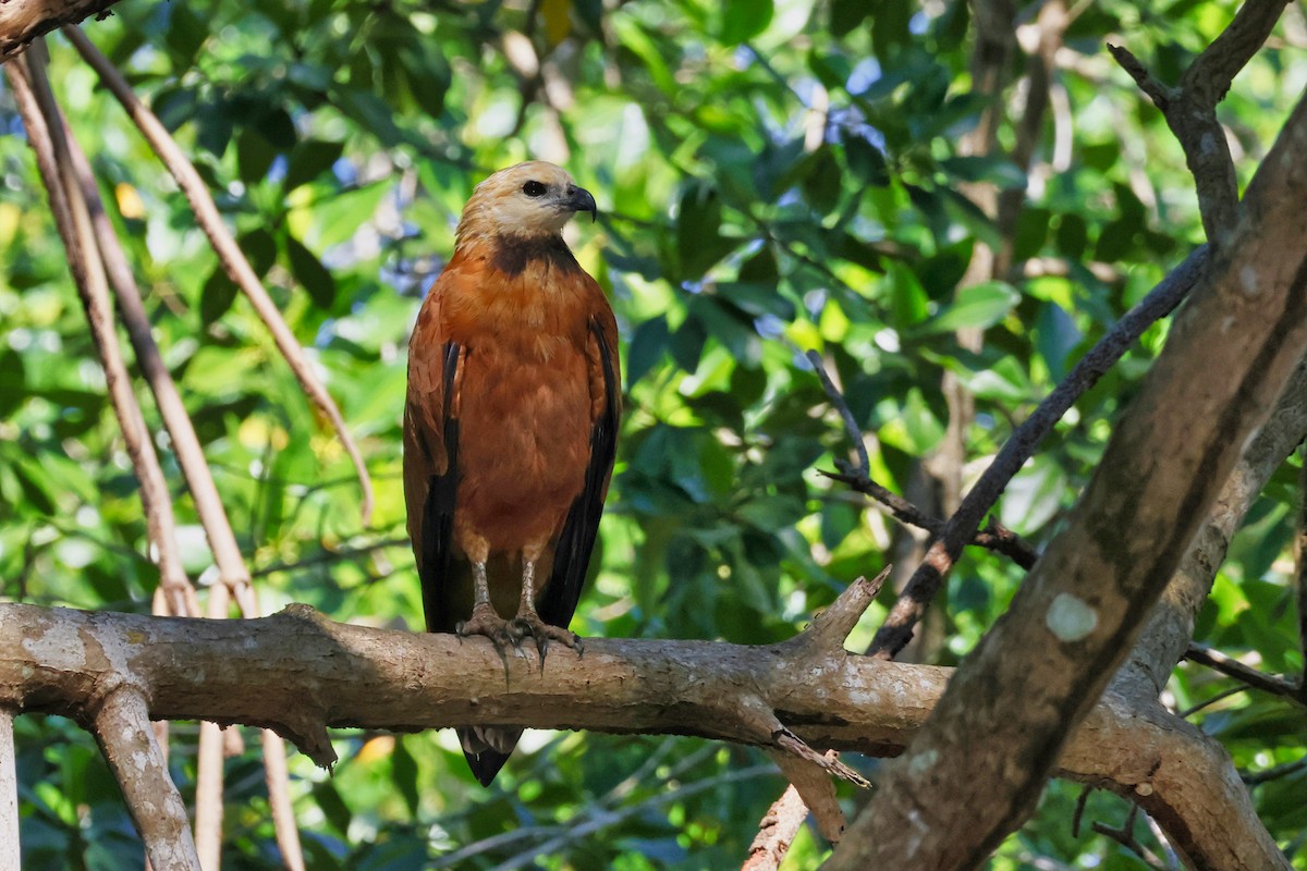 Black-collared Hawk - ML650633296