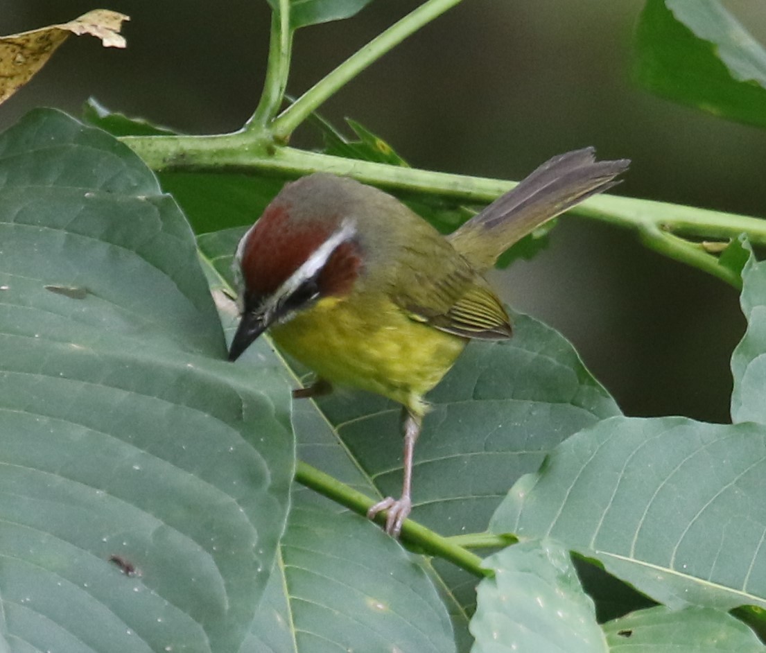 Chestnut-capped Warbler - ML650633301