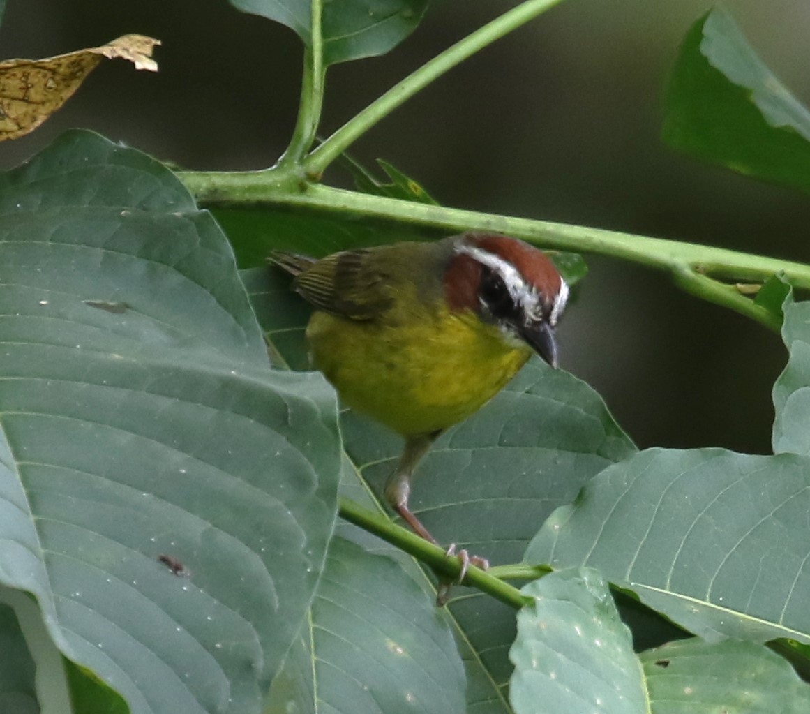 Chestnut-capped Warbler - ML650633310