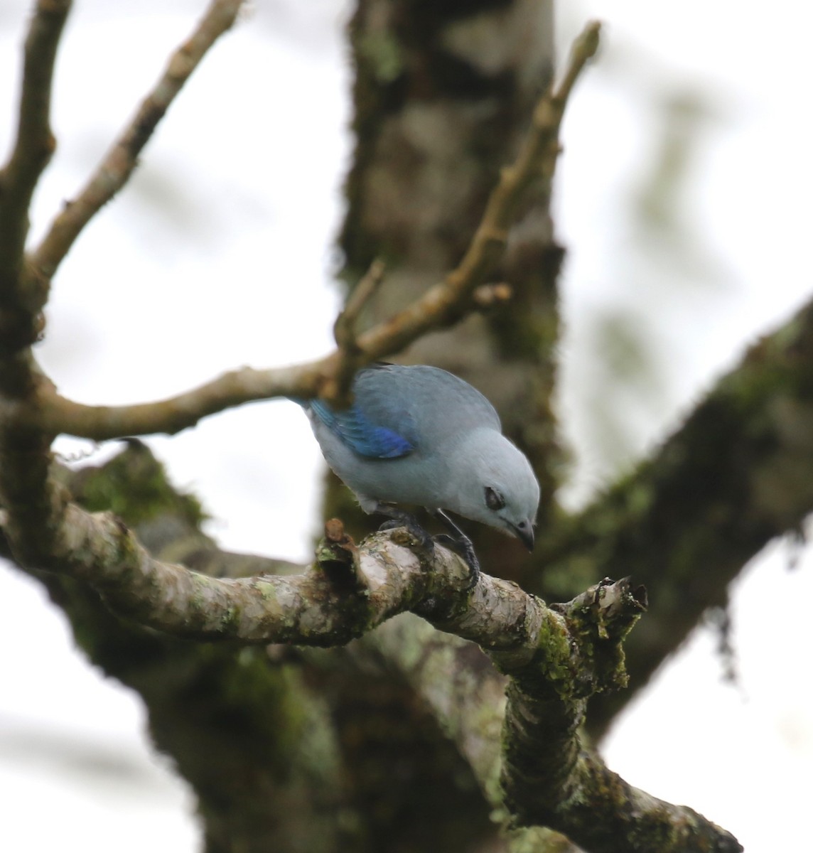 ソライロフウキンチョウ - ML650633313