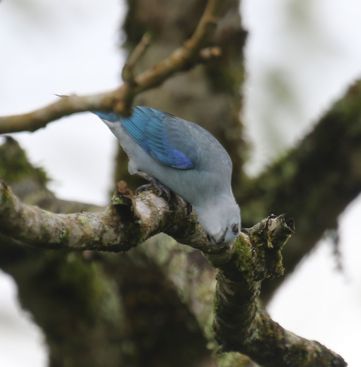 ソライロフウキンチョウ - ML650633316