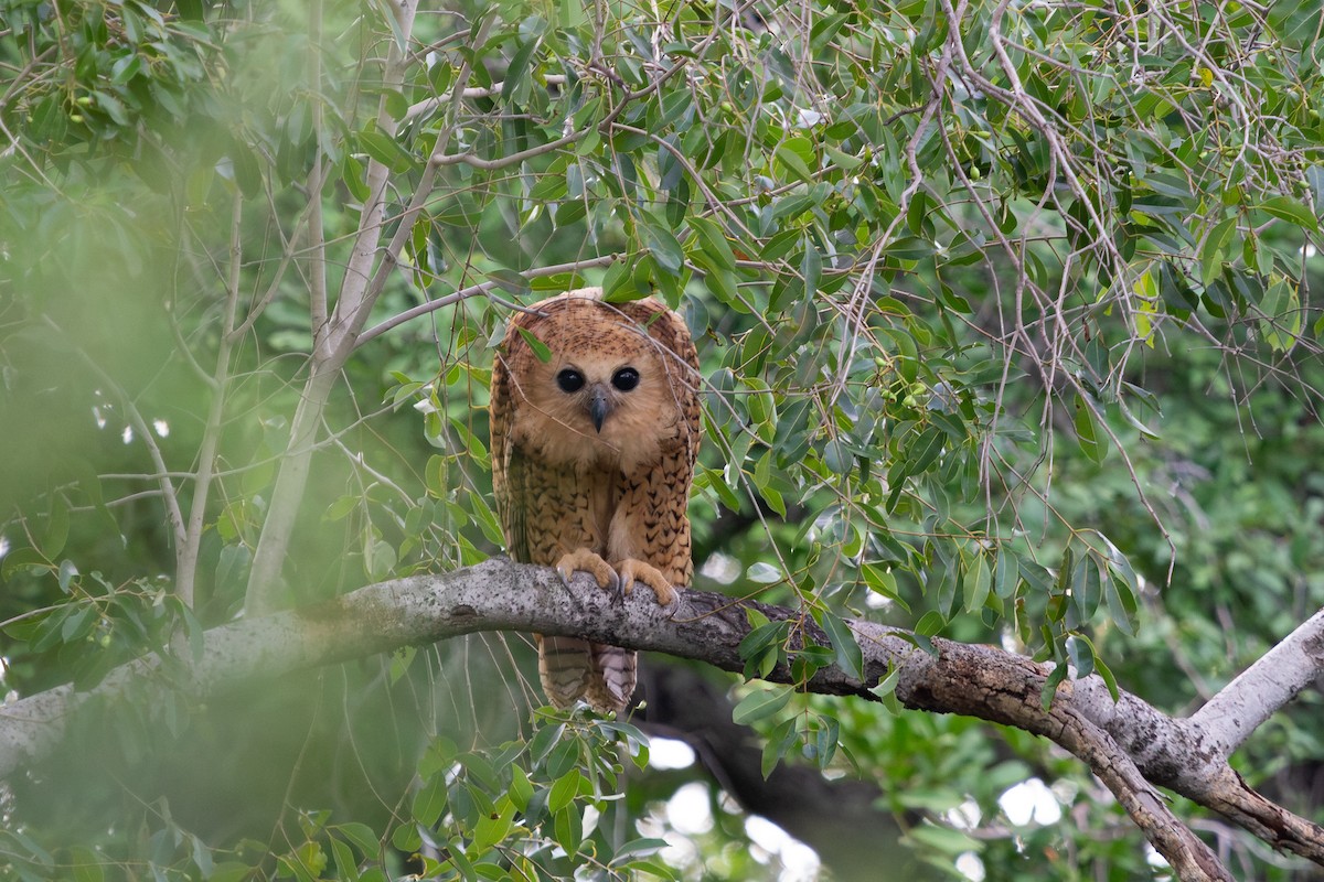 Сова-рибоїд смугаста - ML650633340