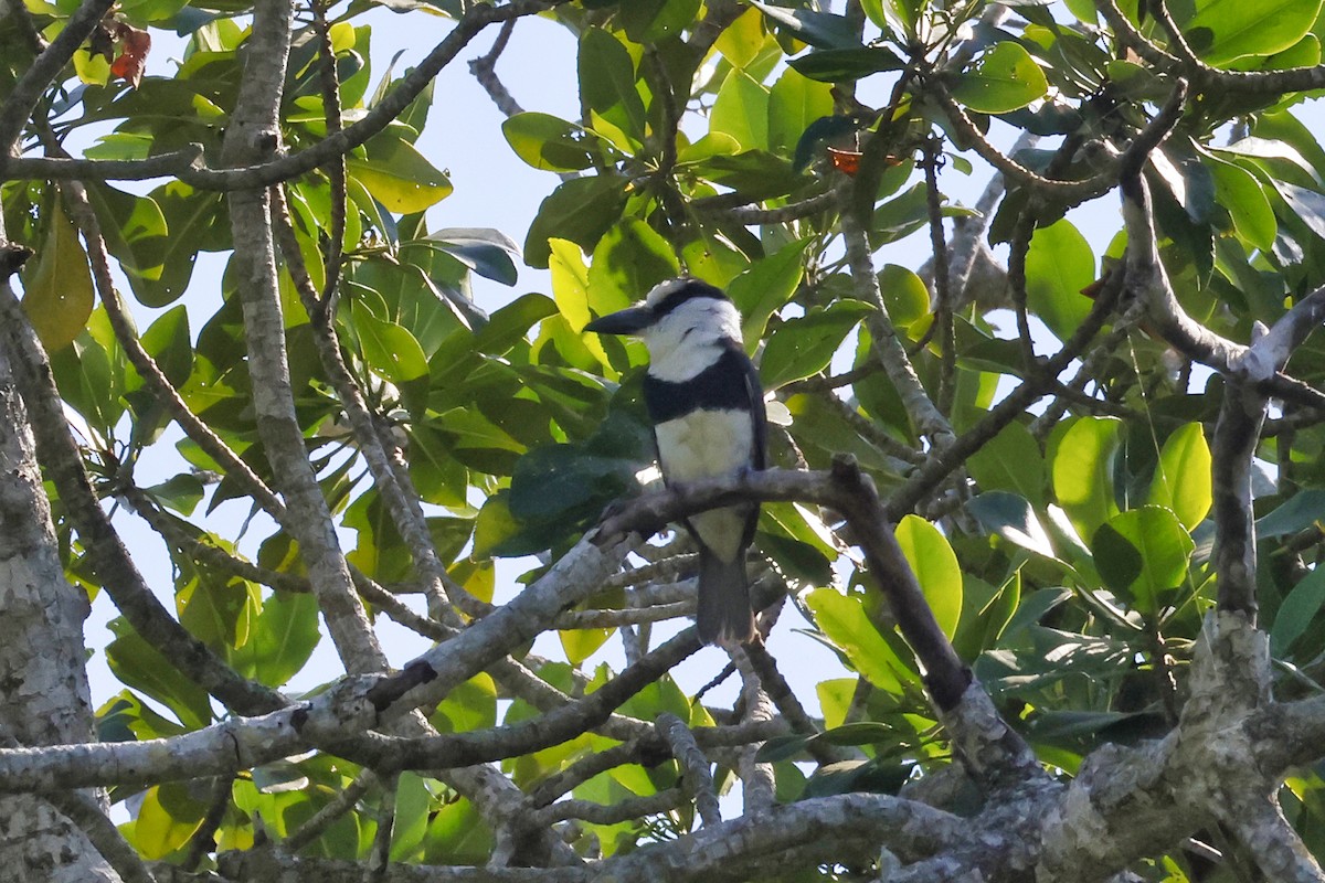White-necked Puffbird - ML650633352