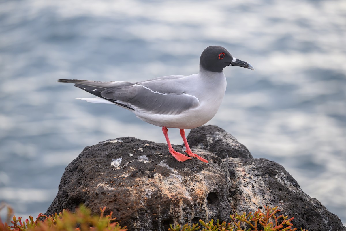 Swallow-tailed Gull - ML650633353