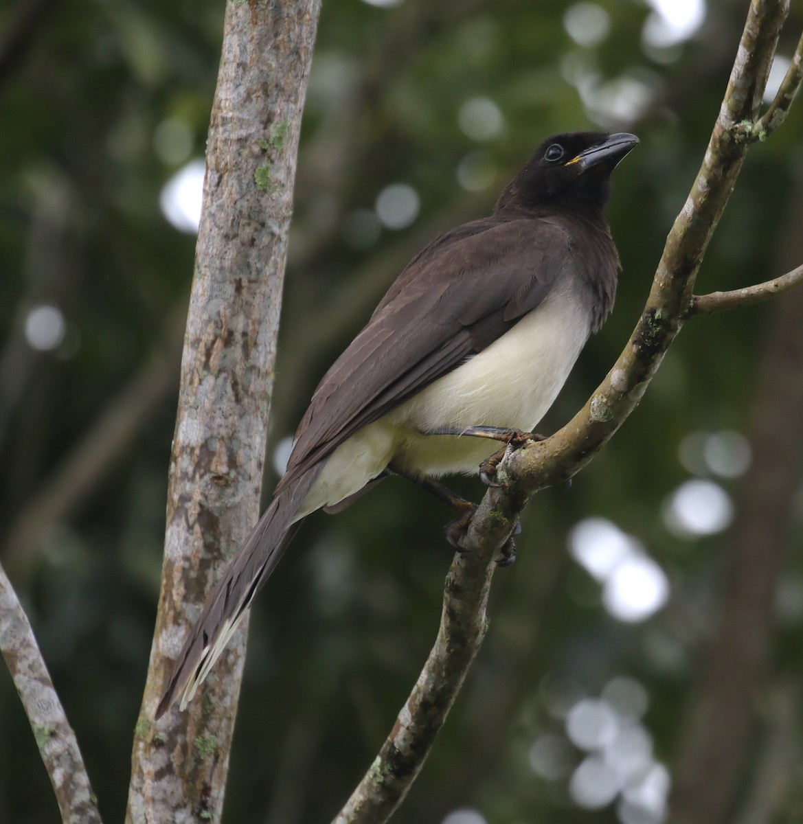 チャイロカケス - ML650633358