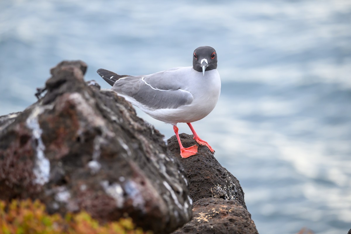 Swallow-tailed Gull - ML650633361