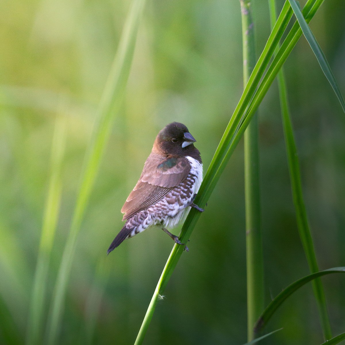 Bronze Mannikin - ML650633367