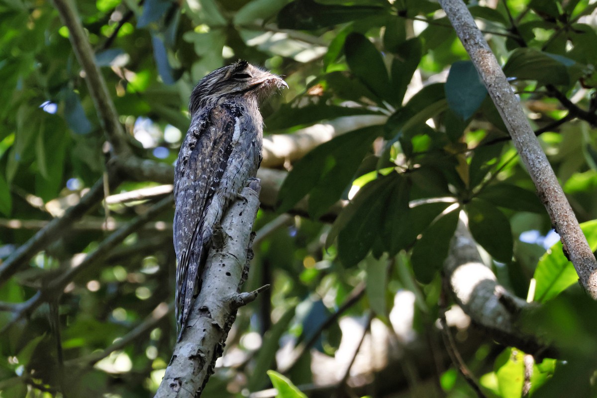 Northern Potoo - ML650633384