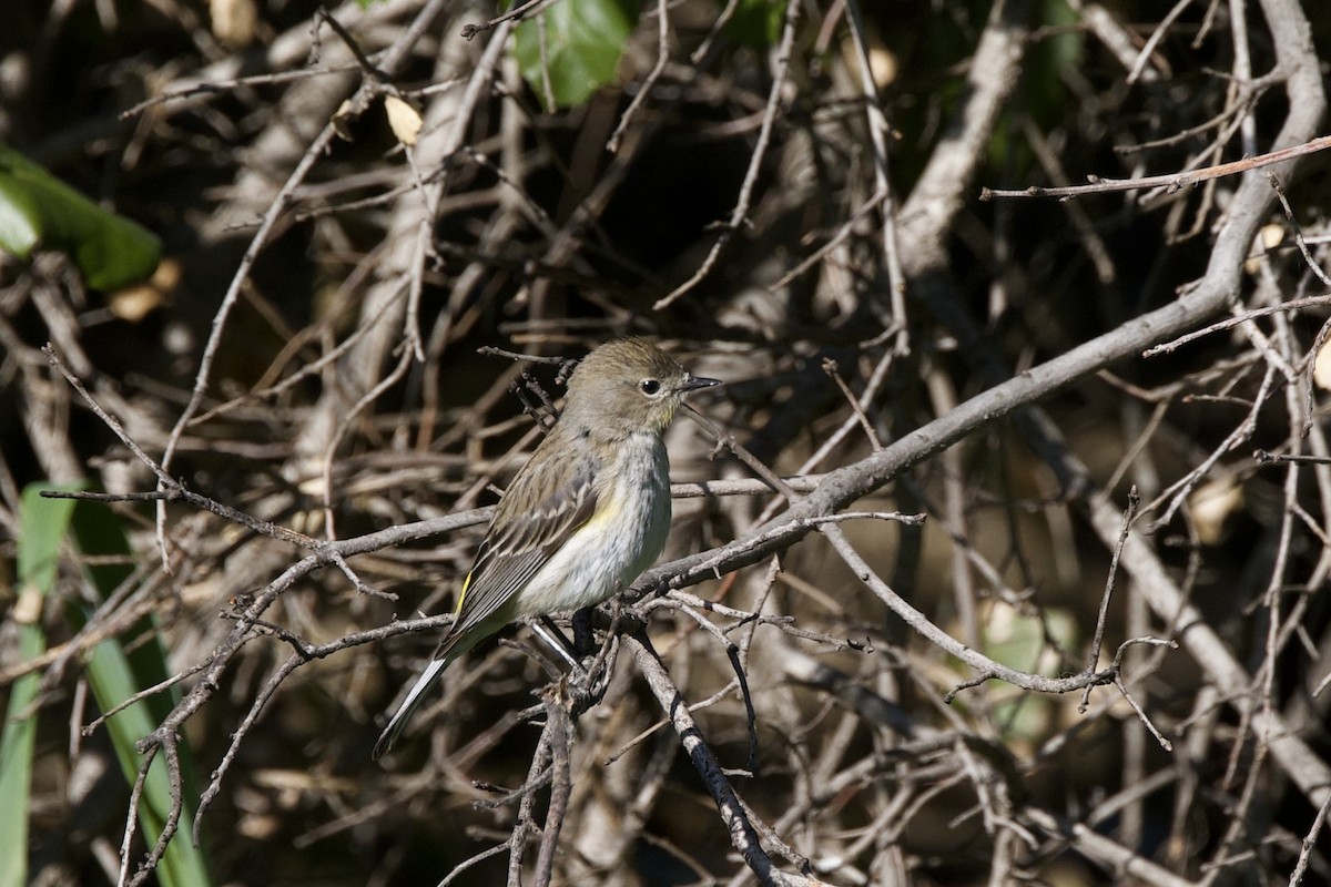 Yellow-rumped Warbler - ML650633401