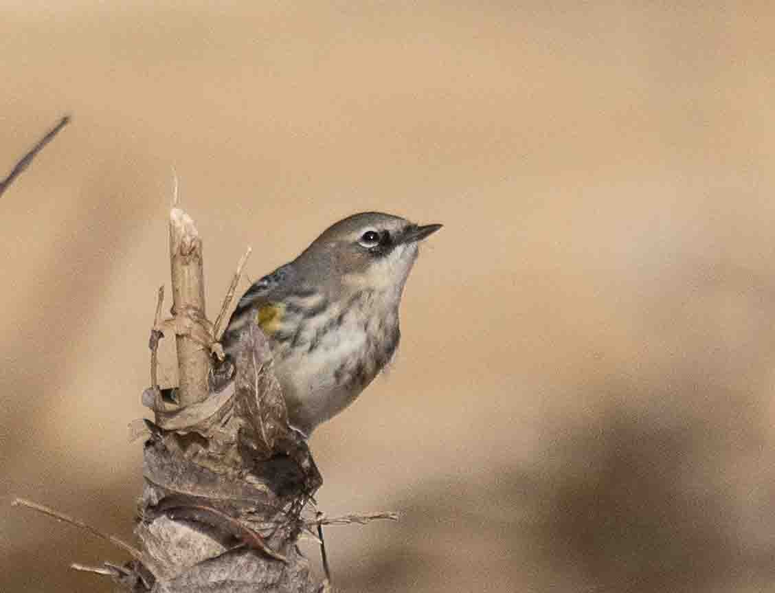 Yellow-rumped Warbler (Myrtle) - ML650633485