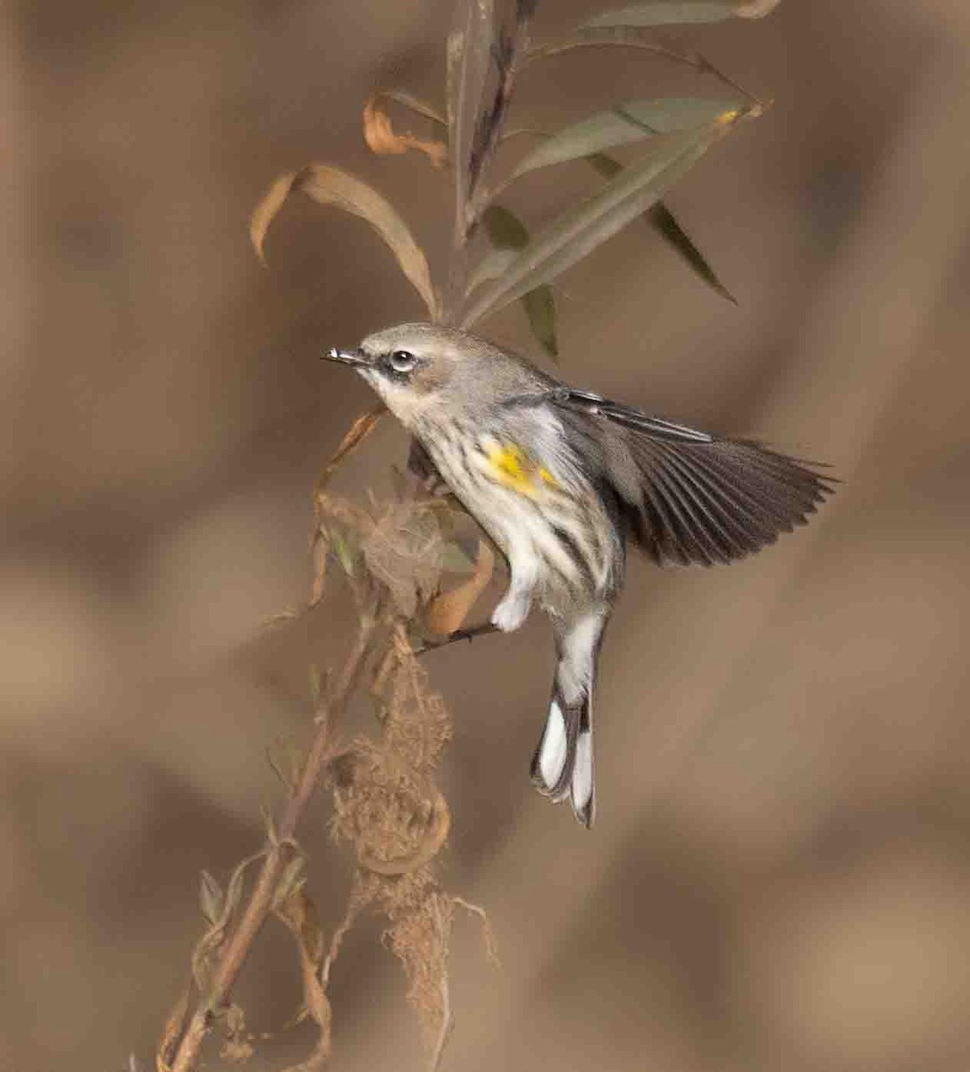 Yellow-rumped Warbler (Myrtle) - ML650633486