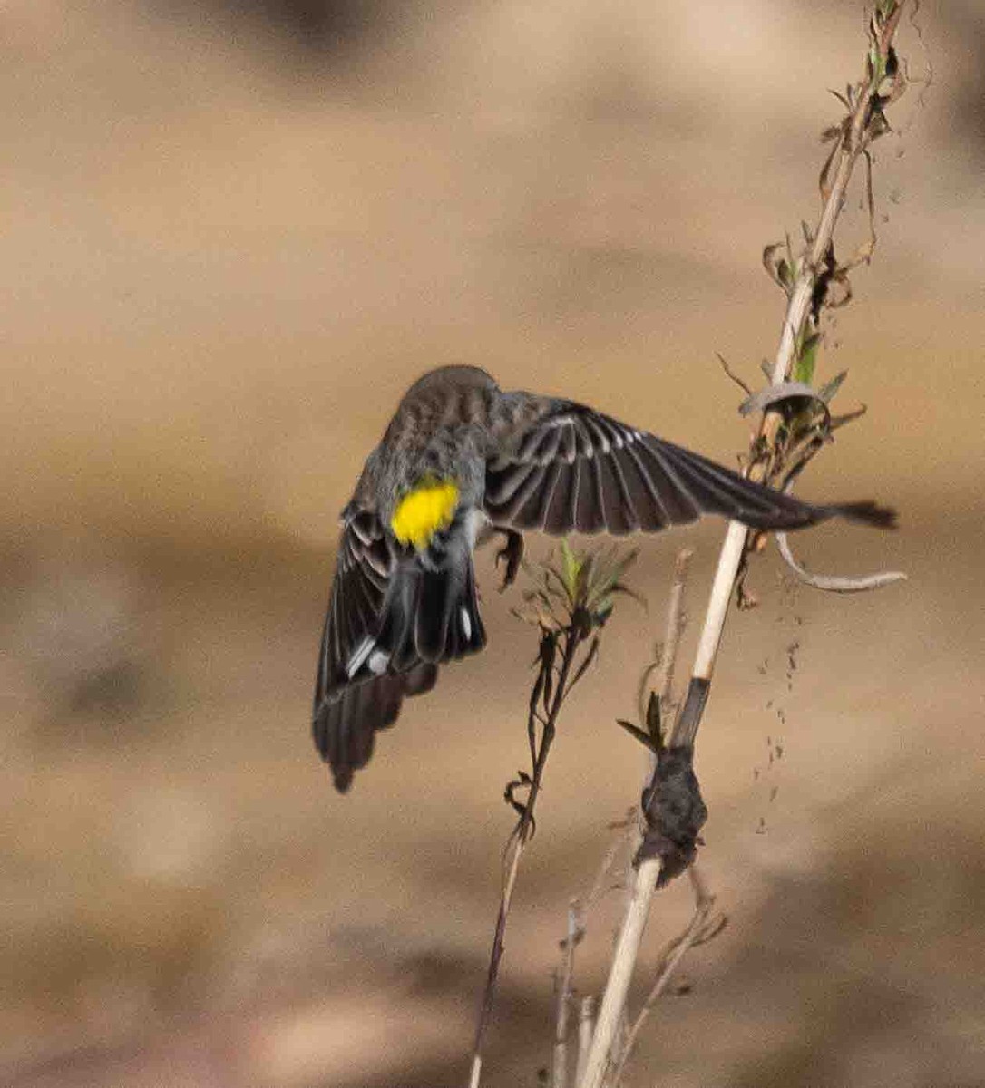Yellow-rumped Warbler (Myrtle) - ML650633487