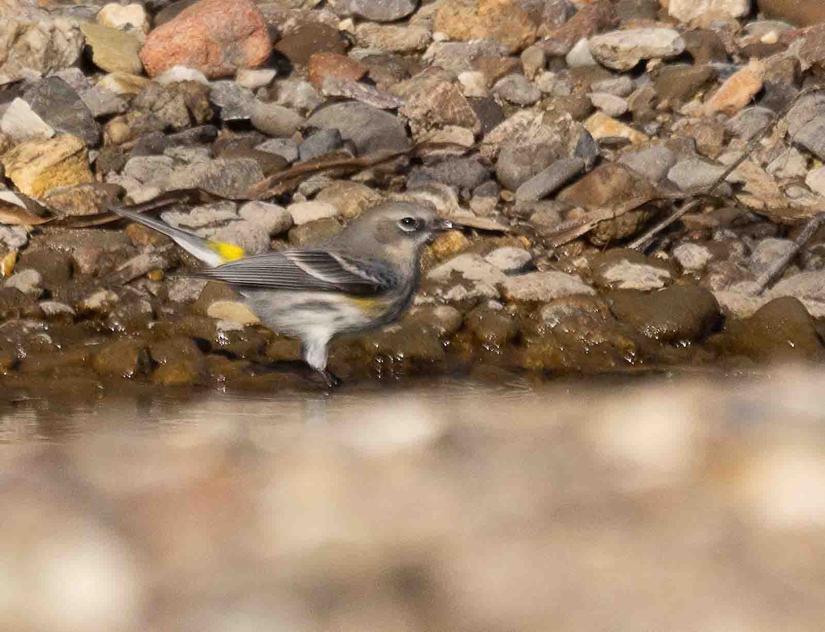 Yellow-rumped Warbler (Myrtle) - ML650633488