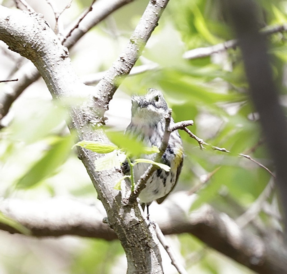 Yellow-rumped Warbler - ML650633680