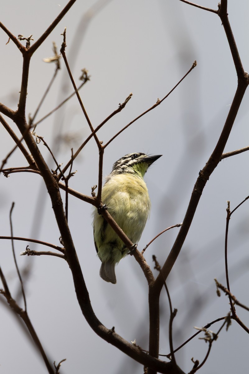 Yellow-fronted Tinkerbird - ML650633728