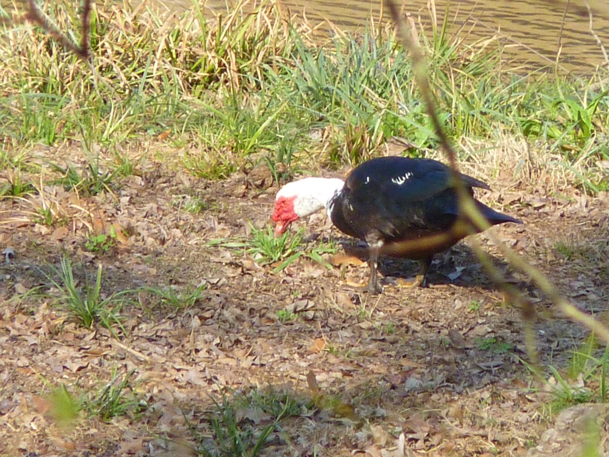 ノバリケン（家畜） - ML650634066