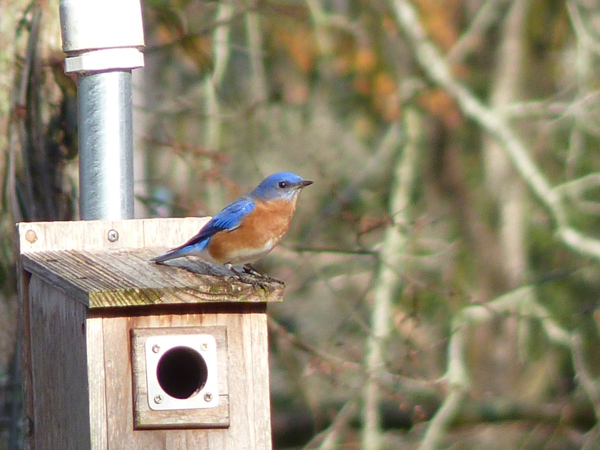 ルリツグミ - ML650634083