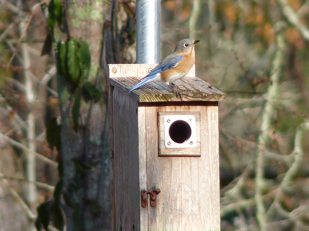 ルリツグミ - ML650634084