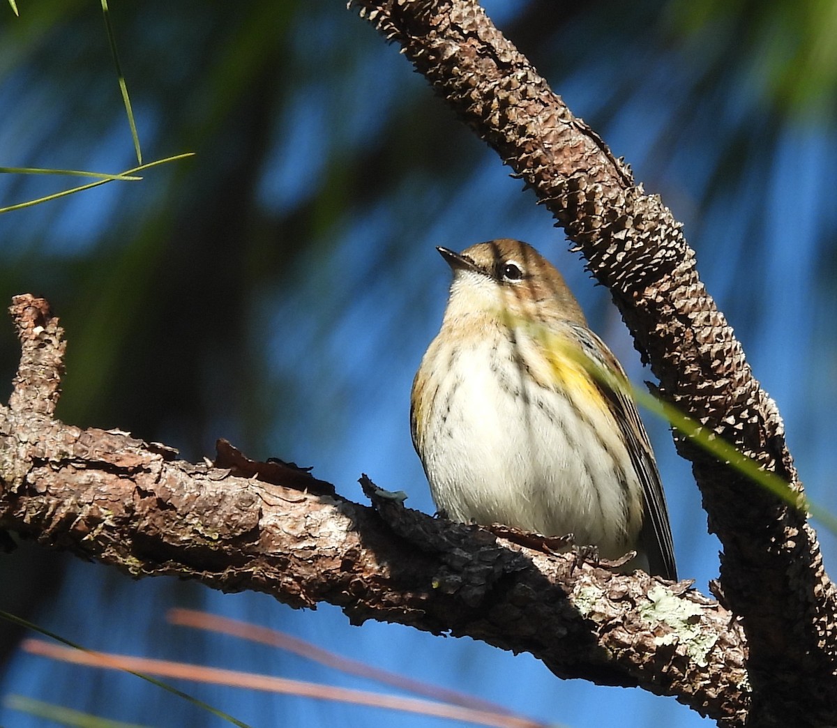 Yellow-rumped Warbler - ML650634090