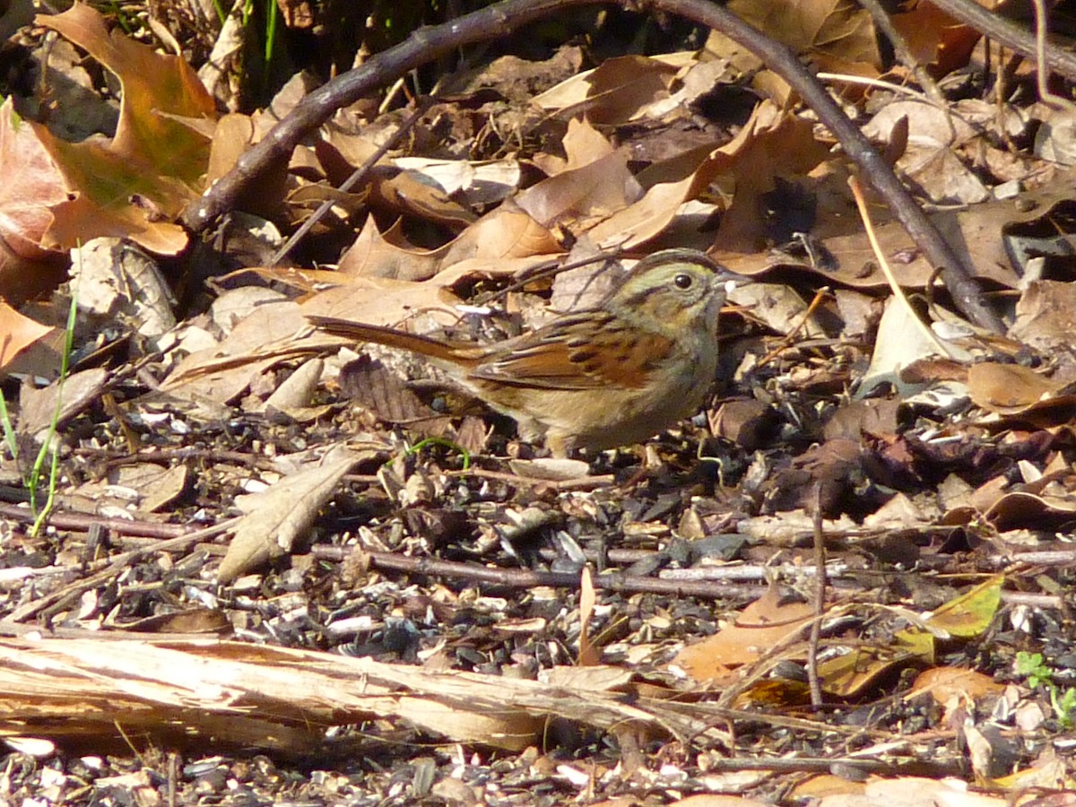 ヌマウタスズメ - ML650634091